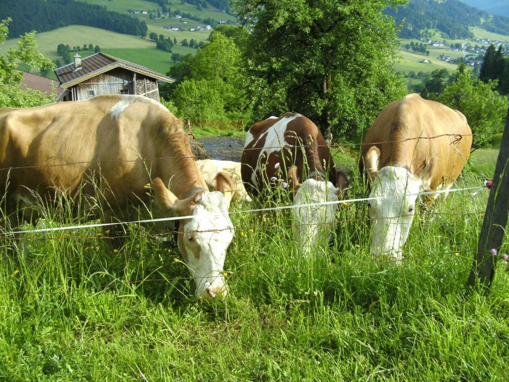 Bauernhof Hundbichl Villa Brixen im Thale Exterior foto